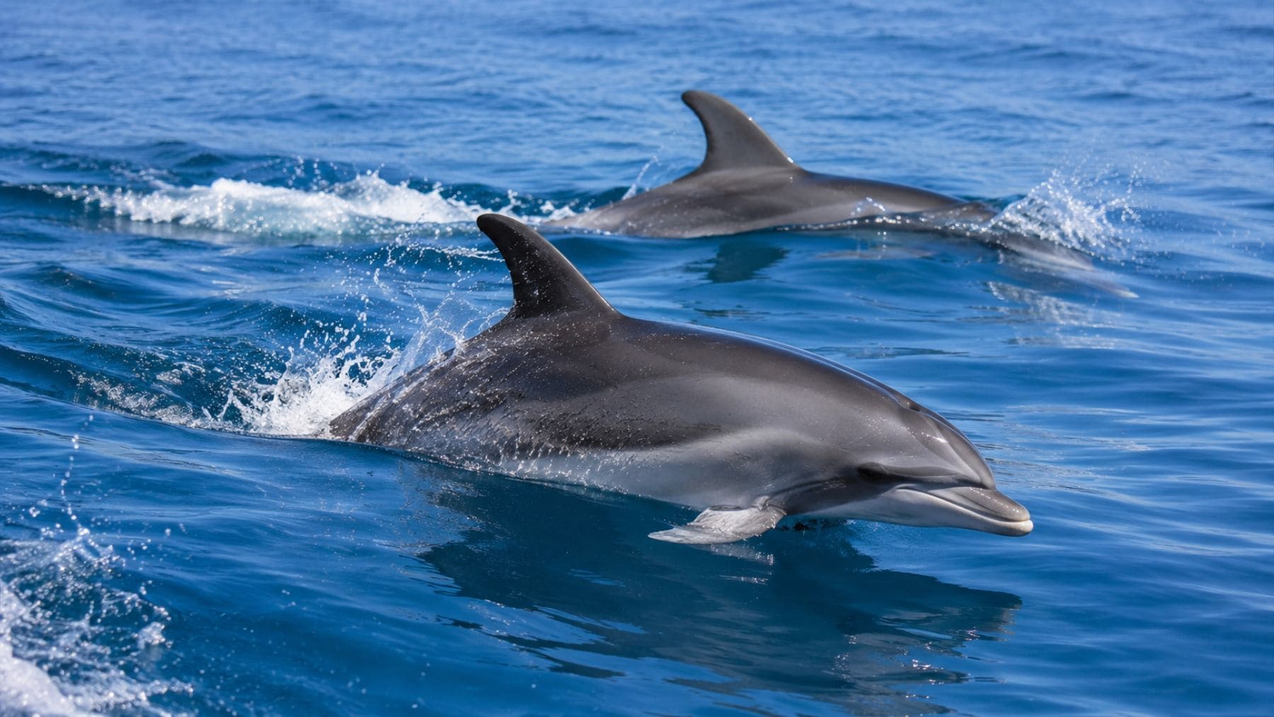 Delfines mulares nadando en aguas del mar Mediterráneo, especie presente en las costas de Baleares.