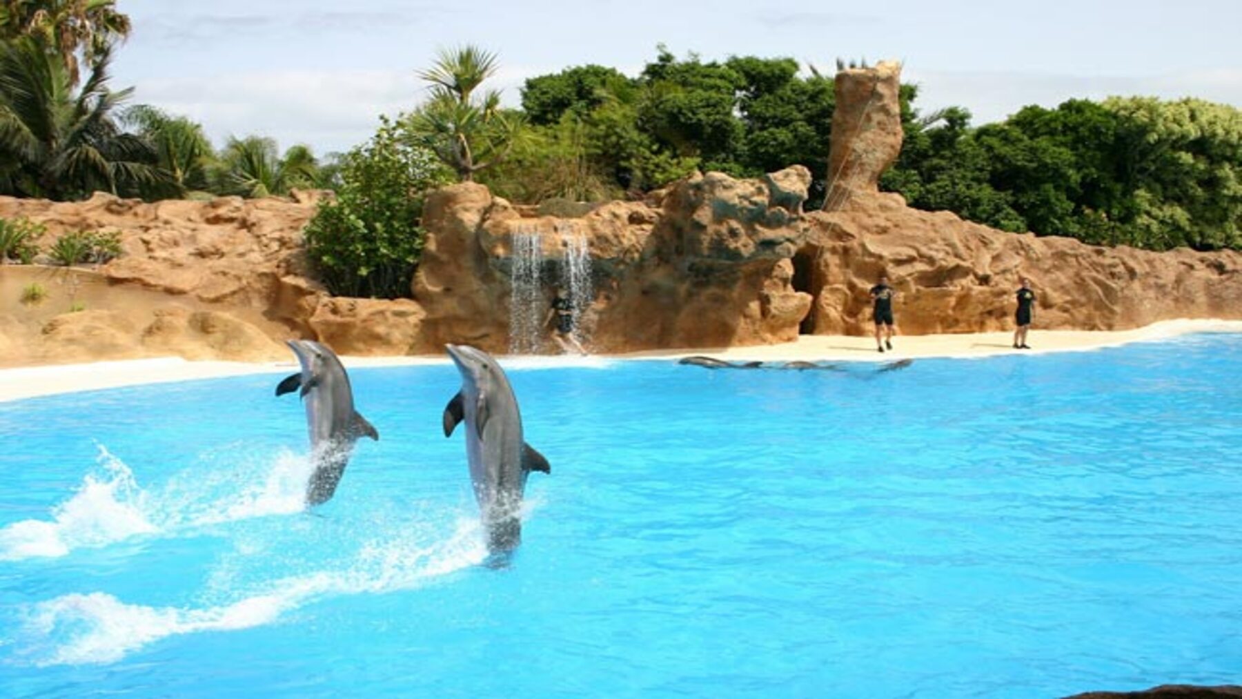Día Mundial de los Delfines en Cautiverio 2026 con delfines nadando en libertad