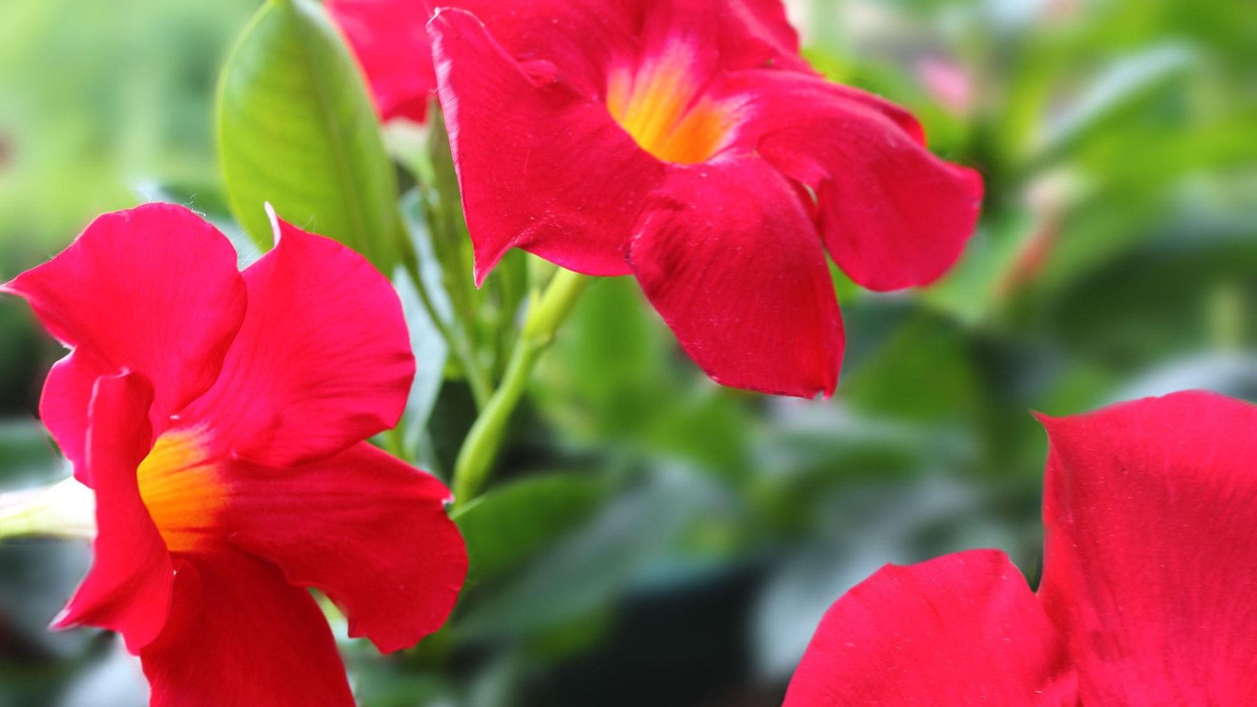 Dipladenia roja floreciendo en un balcón soleado, una planta resistente al calor que necesita poco riego.