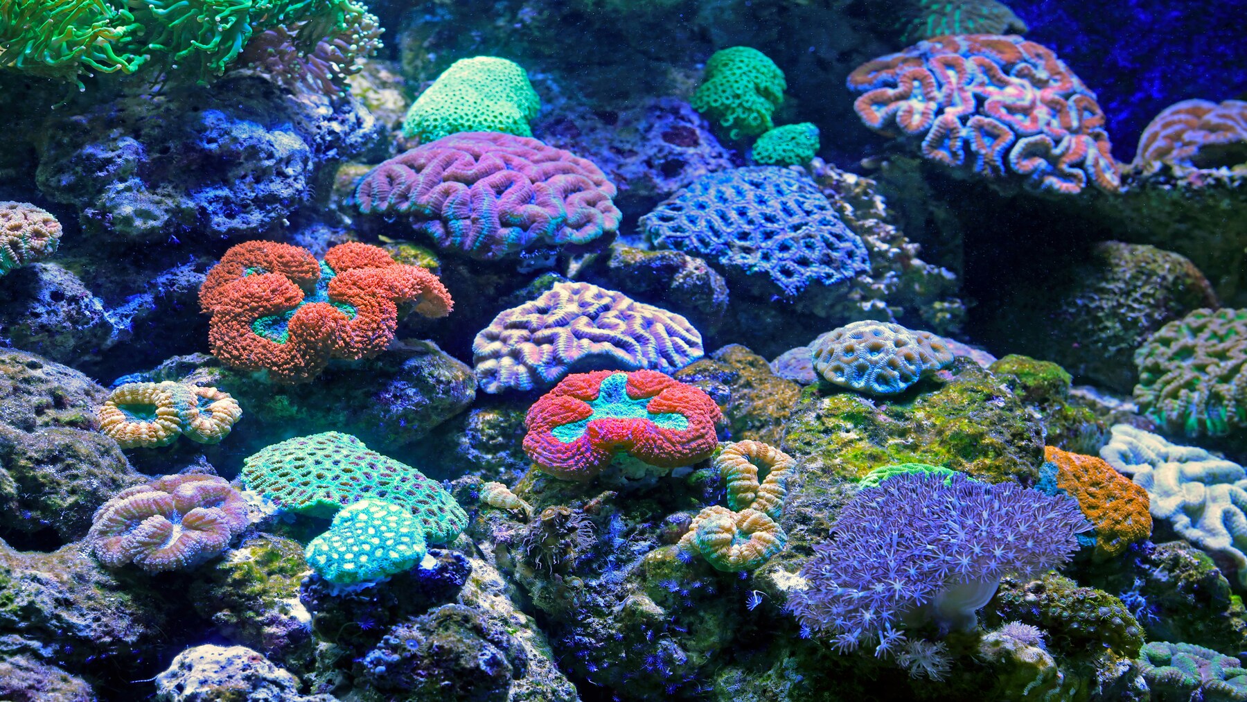 El Día Mundial de los Arrecifes 2026 alerta del deterioro acelerado de los corales Día Mundial de los Arrecifes 2026 con arrecifes afectados por blanqueamiento coralino