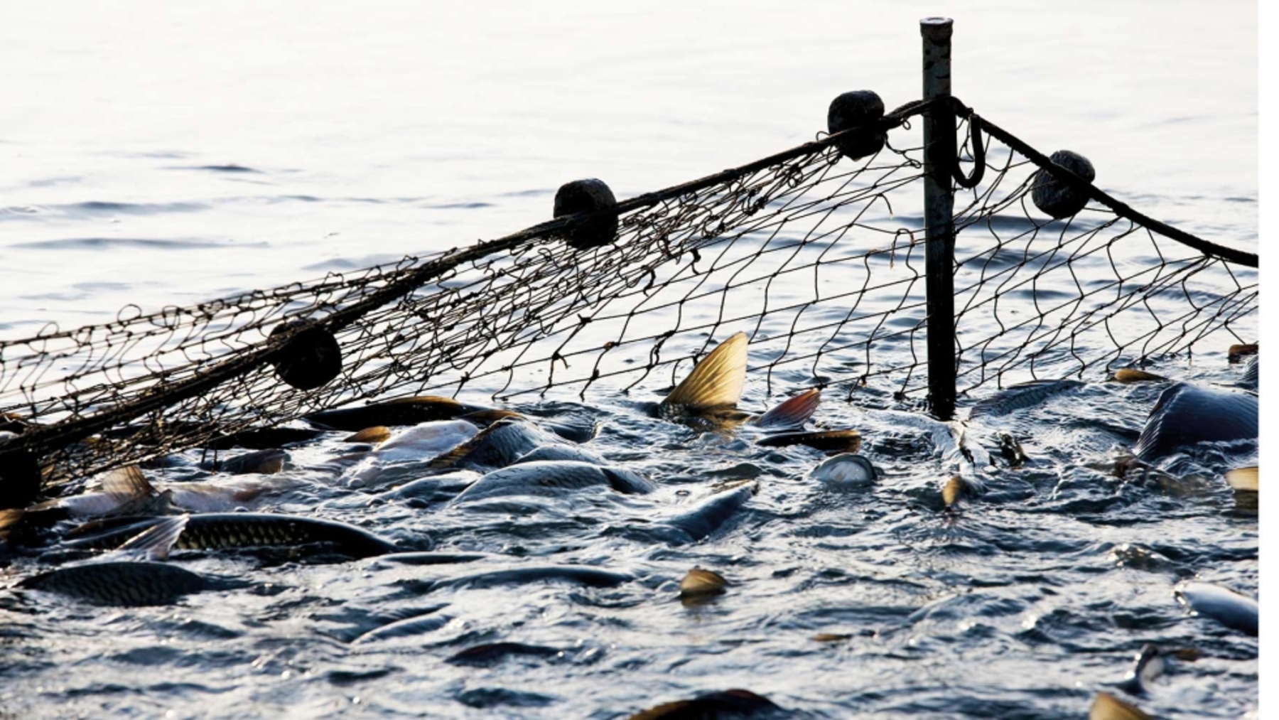 el Día Mundial de los Océanos 2026 pone el foco en la sobrepesca