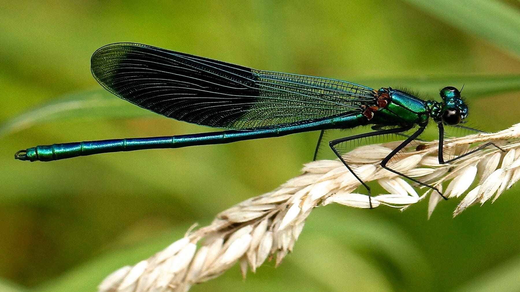 los insectos esconden un dato alarmante que revela su gran declive en los ecosistemas europeos