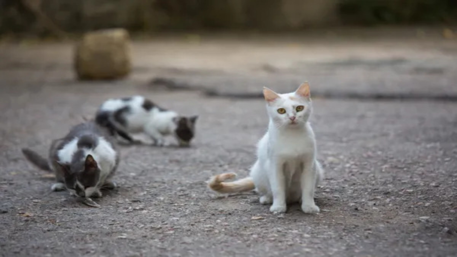 El rescate de 400 gatos destapa una red ilegal de carne de gato en Vietnam