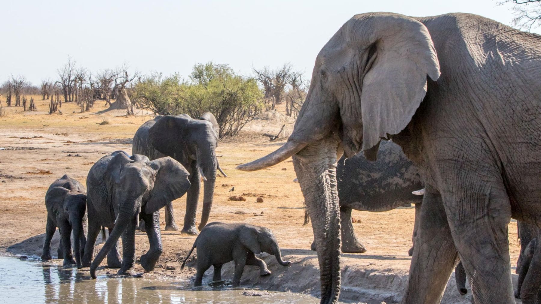 Elefanta matriarca guía a su manada hacia un punto de agua durante una sequía en África.