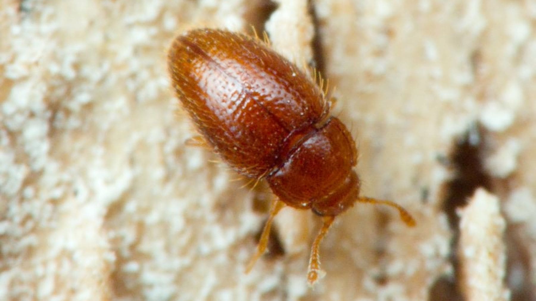 Mycetaea tenerifensis, nueva especie de escarabajo descubierta bajo una higuera en Tenerife.
