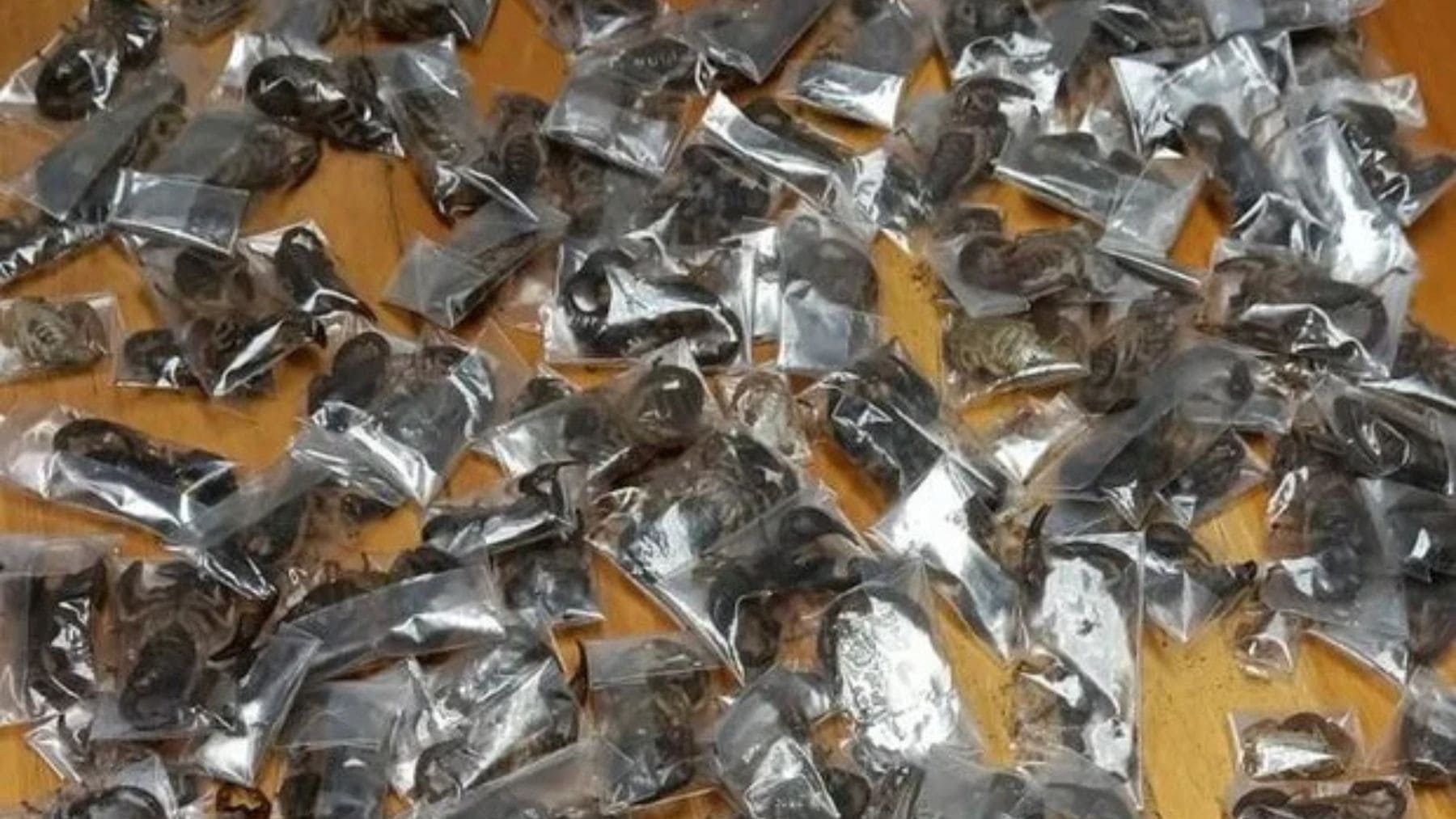 150 escorpiones venenosos vivos incautados por la Policía de Sudáfrica en el aeropuerto de Ciudad del Cabo
