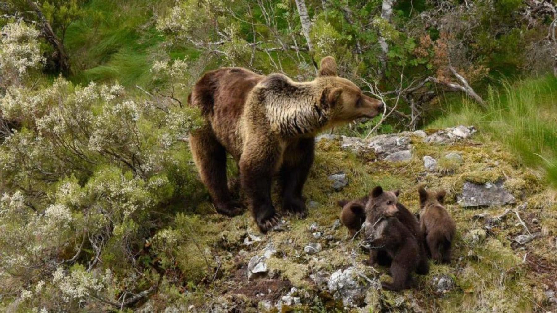 Osa parda con dos crías en el Parque Natural de Somiedo, Asturias, una de las mejores zonas de España para ver osos en libertad.
