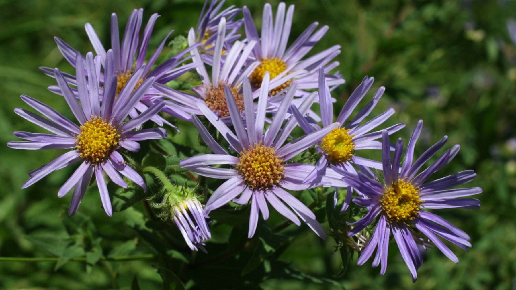 Ejemplar de la Estrella de los Pirineos (Aster pyrenaeus), una planta en peligro de extinción que sobrevive en los Picos de Europa, Asturias.