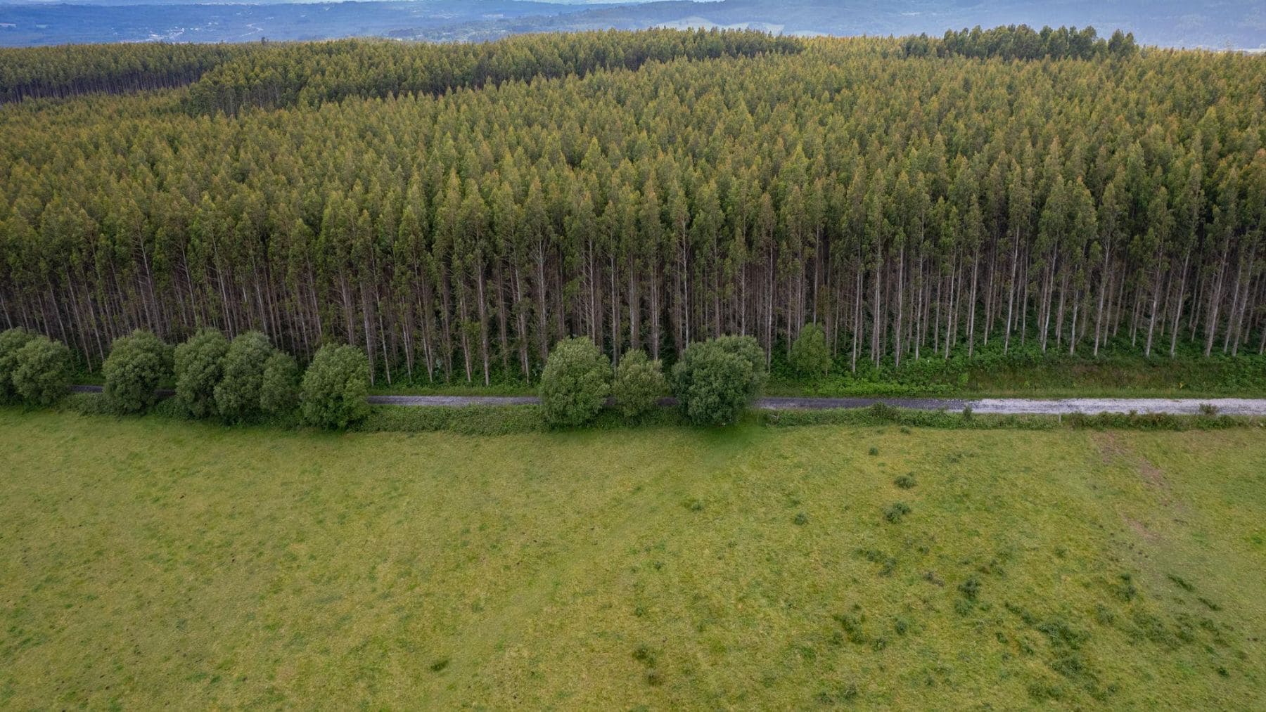 Plantación de eucaliptos en Galicia donde un estudio alerta de la pérdida de aves y biodiversidad.