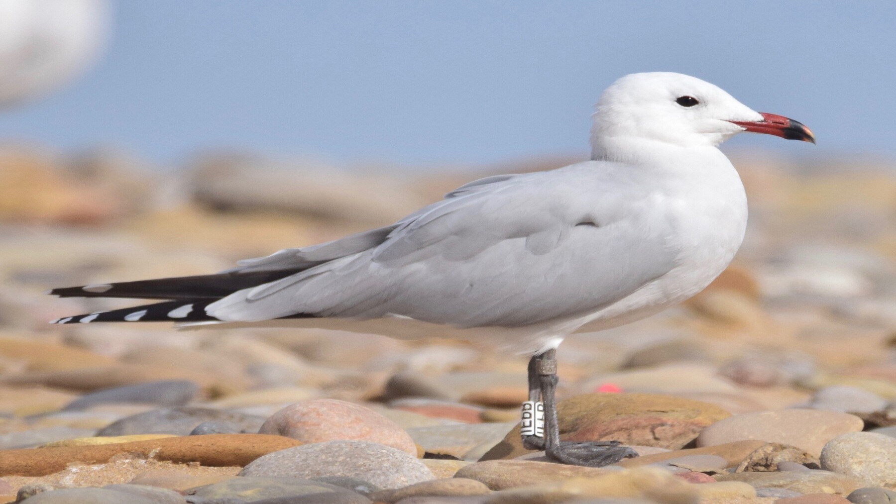 las gaviotas de Audouin pierden casi 200 parejas en Cataluña