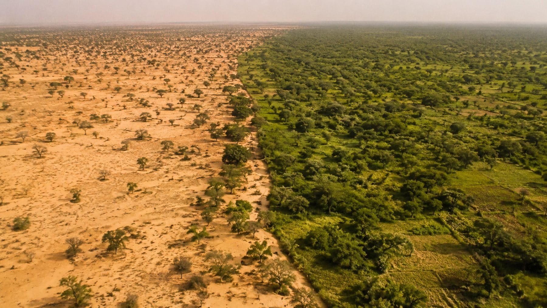 Vista aérea de la Gran Muralla Verde de África mostrando la transición entre tierras áridas del Sáhara y zonas restauradas del Sahel.