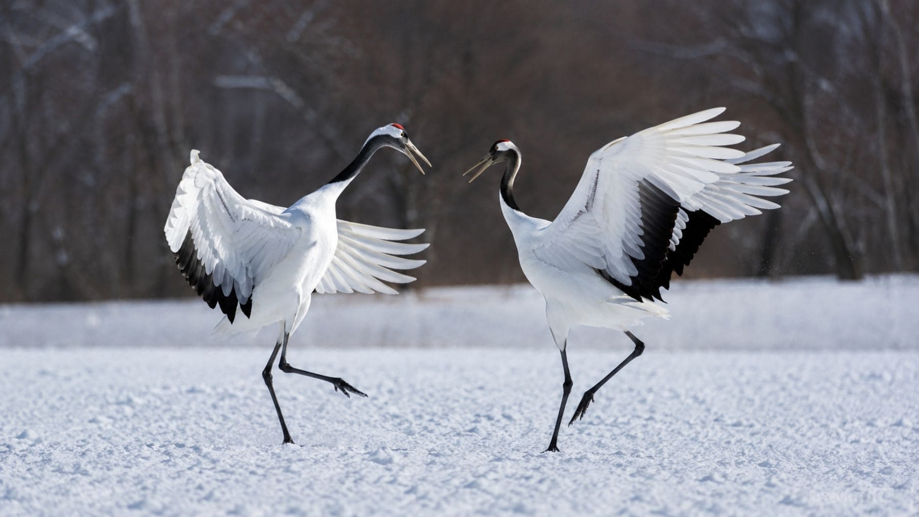 Dos grullas de corona roja realizan su danza de cortejo sincronizada sobre la nieve en Hokkaido, Japón.