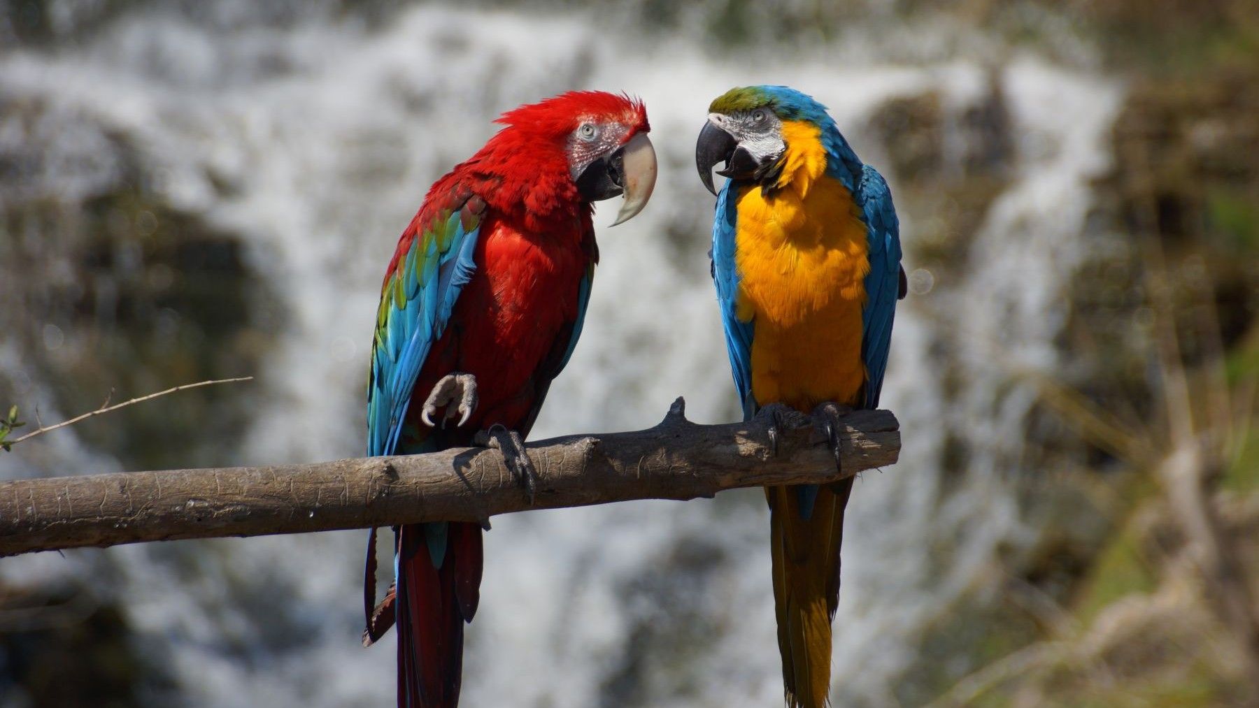 El tráfico ilegal de fauna silvestre