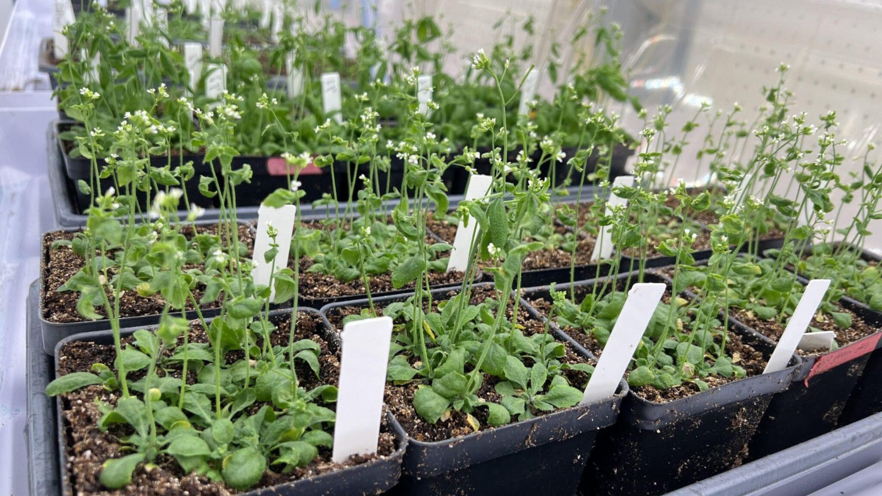 Plantas Arabidopsis thaliana cultivadas en laboratorio para estudiar cómo responden a estímulos ambientales y sonoros.