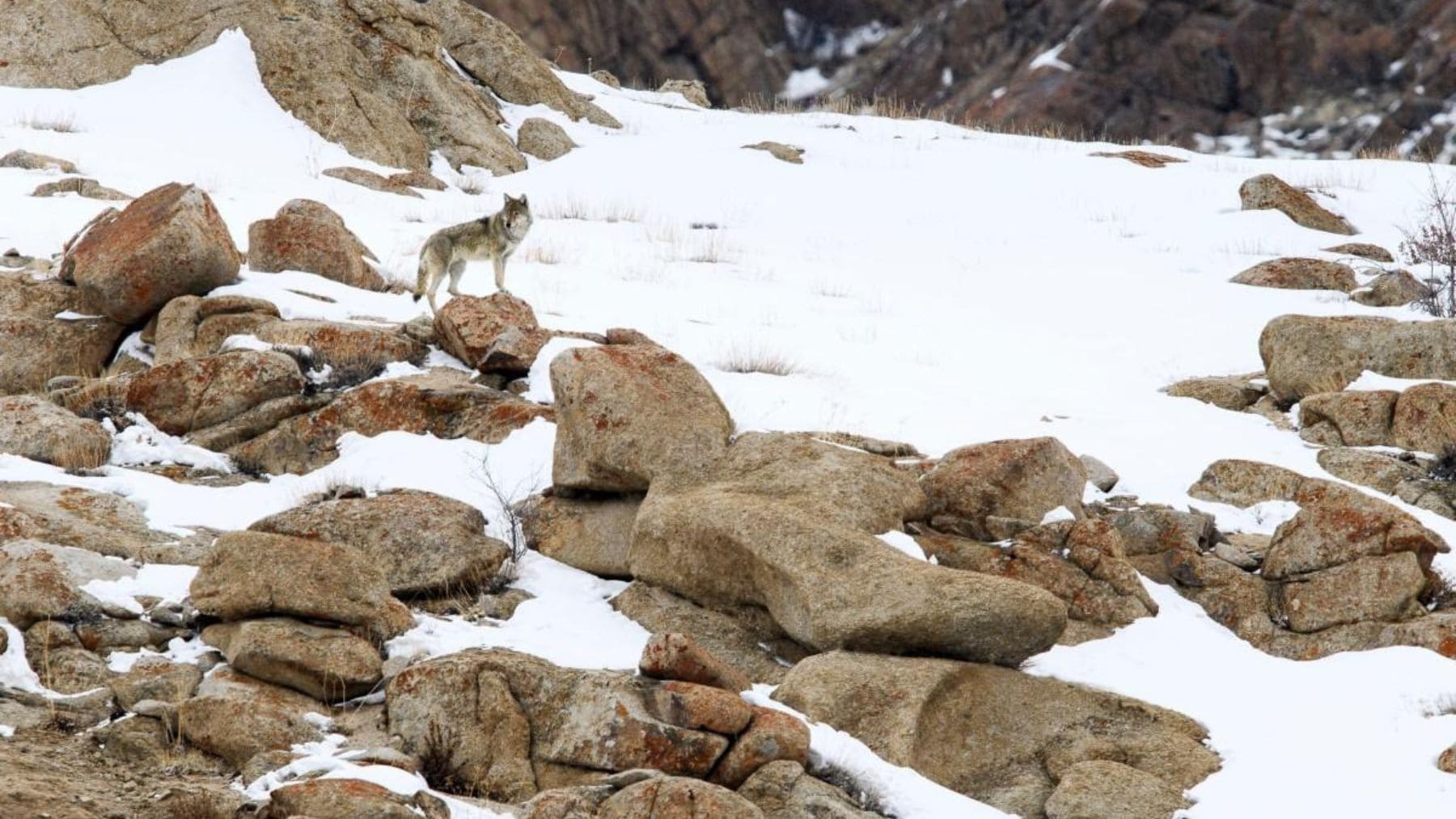 Lobo del Himalaya en Ladakh, especie amenazada por la expansión de híbridos entre perros asilvestrados y lobos