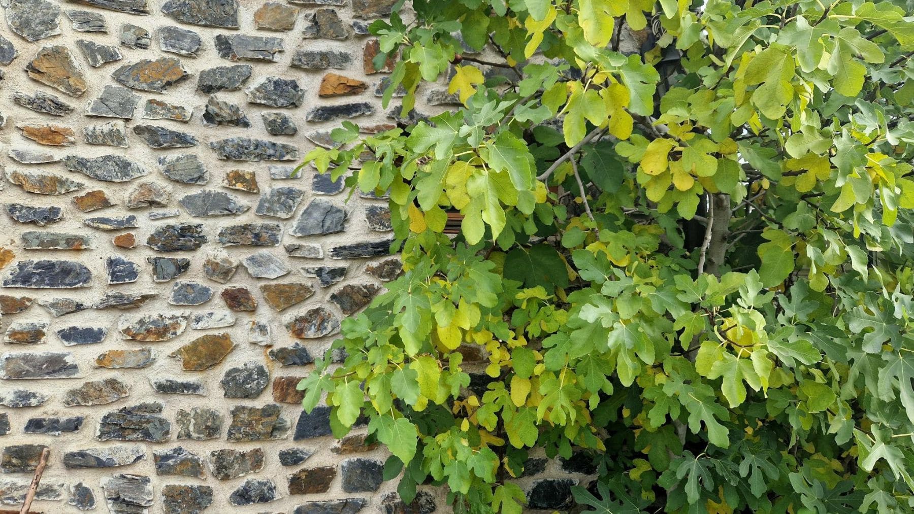 Higuera frondosa junto a un muro de piedra en un jardín donde la sombra y los frutos caídos pueden atraer serpientes