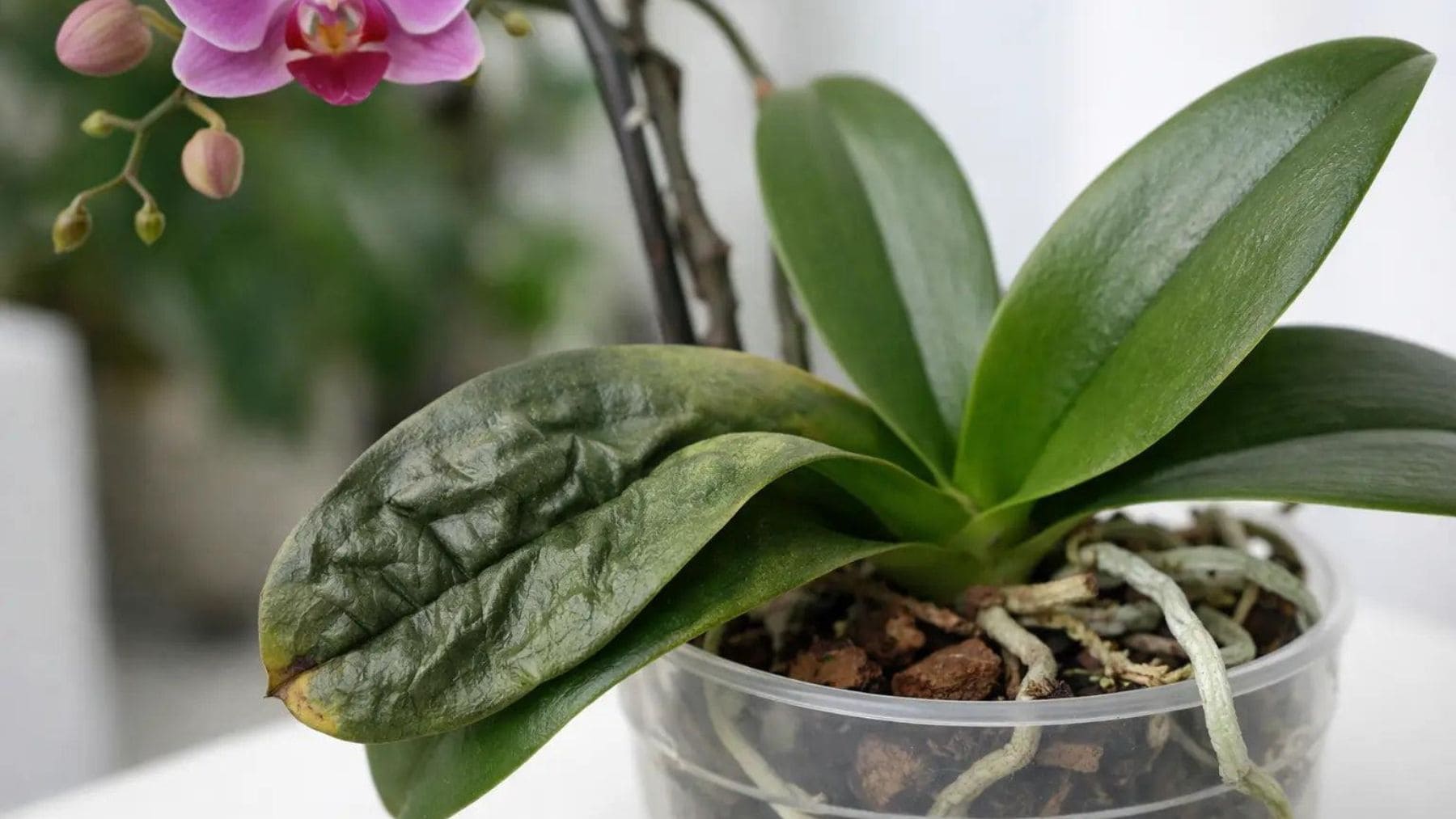 Orquídea Phalaenopsis con hojas arrugadas en maceta transparente por problemas de hidratación o raíces