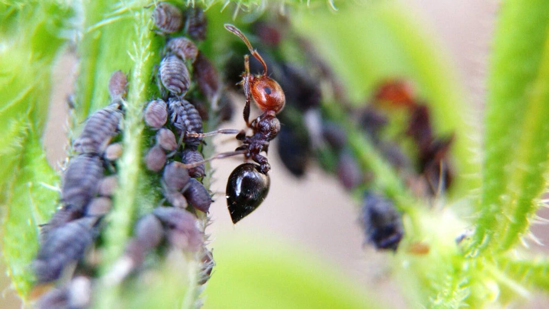 Hormiga cuidando una colonia de pulgones en el tallo de una planta infestada.