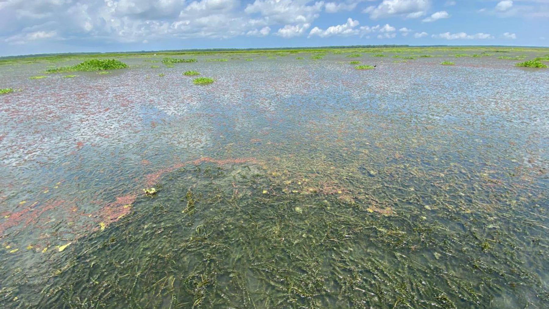 Hydrilla verticillata invadiendo la Ciénaga Grande de Santa Marta en Colombia y afectando la navegación y la pesca