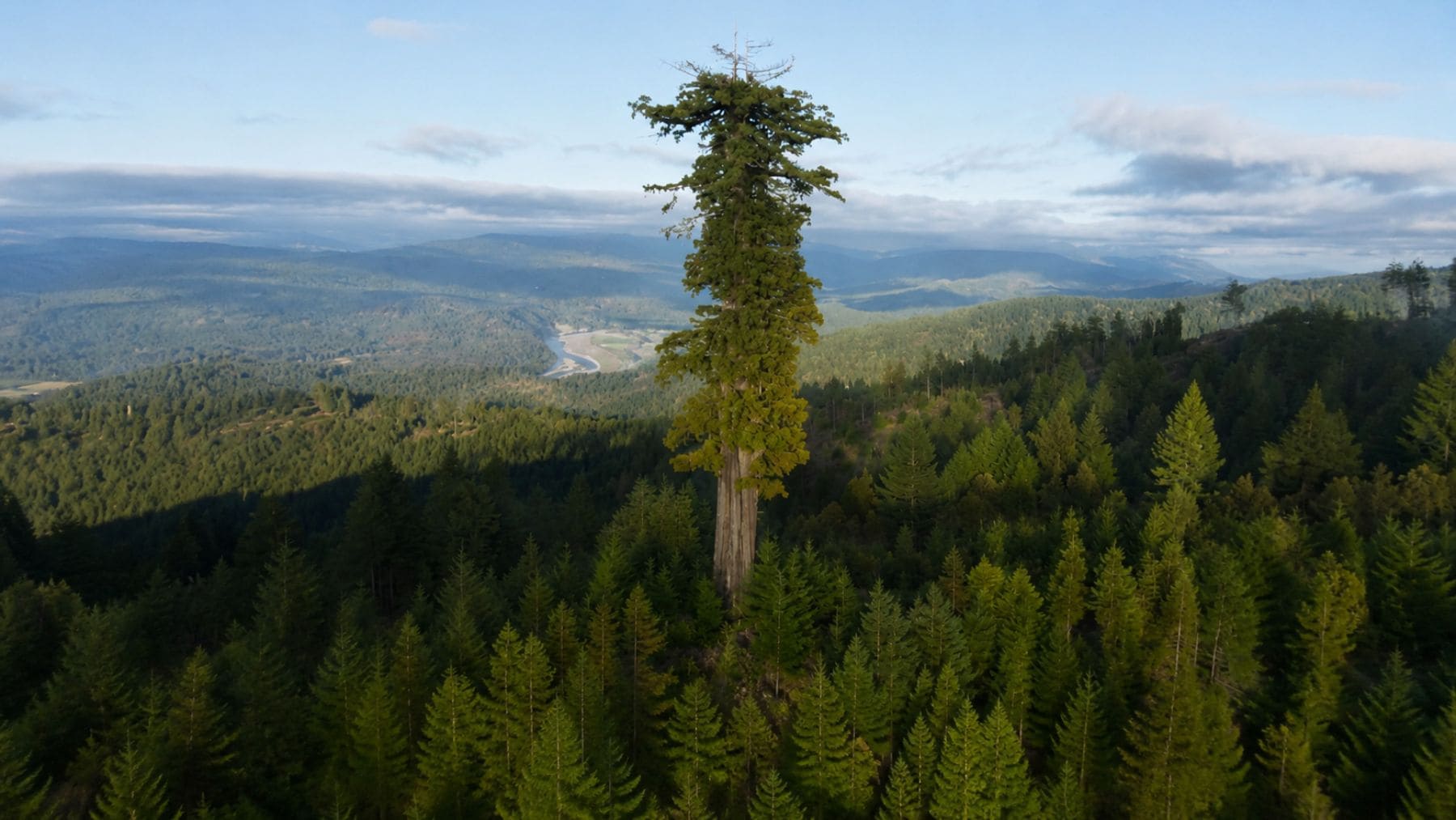 Hyperion, la secuoya más alta del mundo, sobresale sobre el bosque de secuoyas de California.