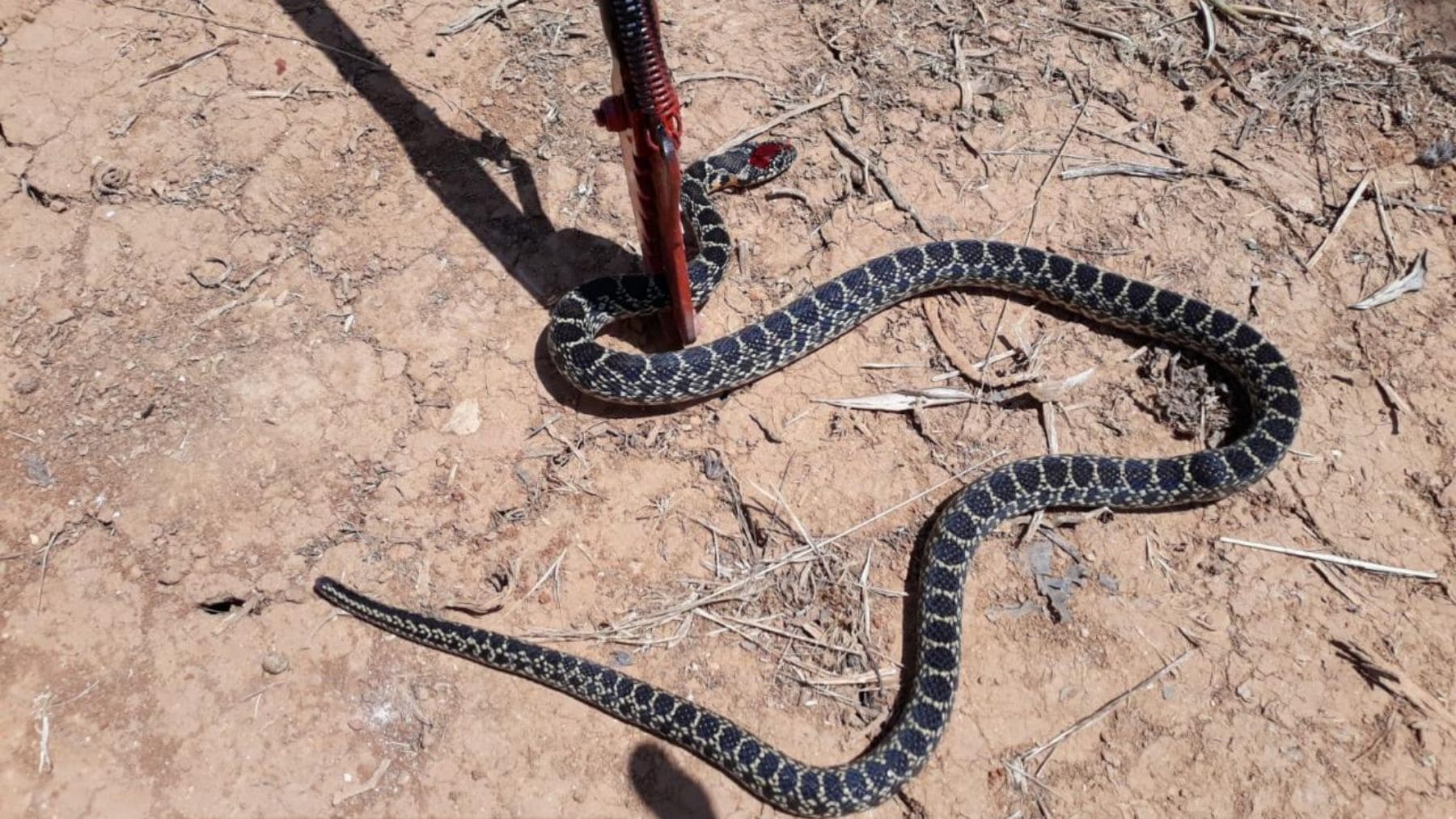 Culebra de herradura capturada en Mallorca, una de las serpientes invasoras que preocupa a las autoridades de Baleares.