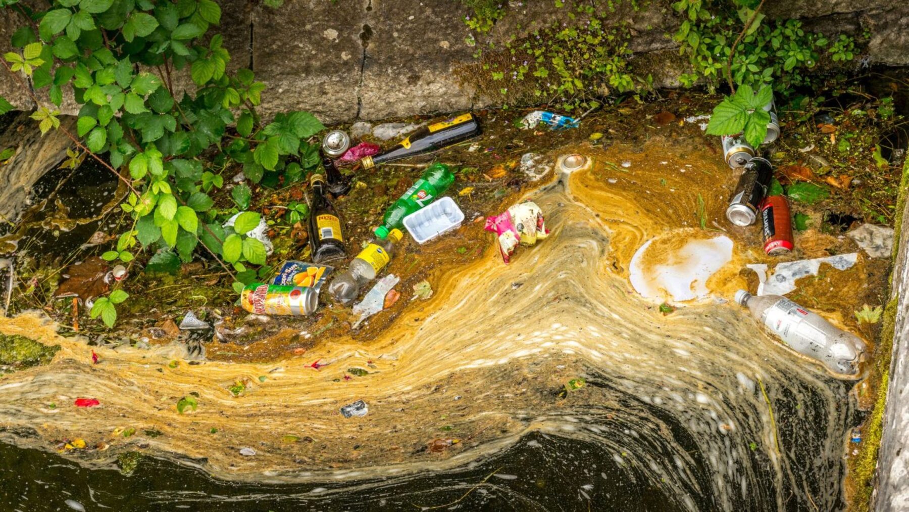 la delincuencia ambiental mueve millones con redes cada vez más organizadas