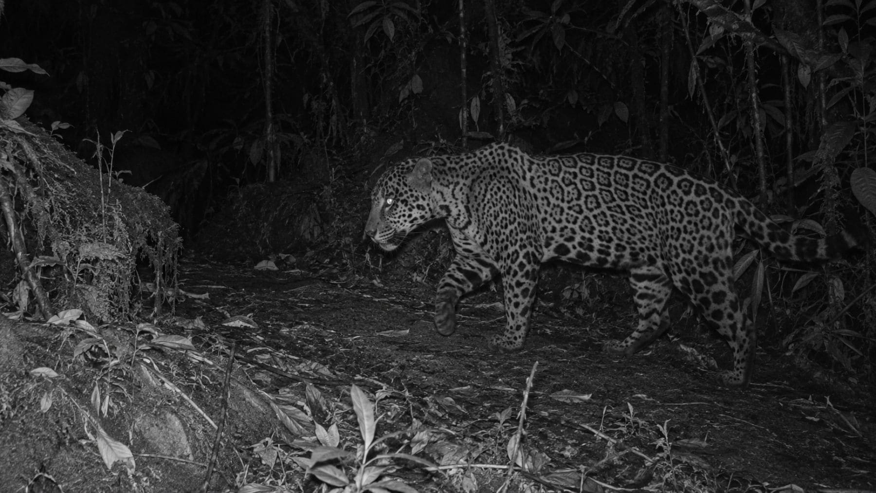Jaguar de las nubes fotografiado por una cámara trampa en la Sierra del Merendón de Honduras tras diez años sin registros.