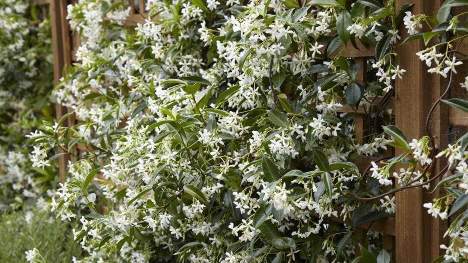 Jazmín estrella trepando por una celosía en una terraza soleada con abundantes flores blancas