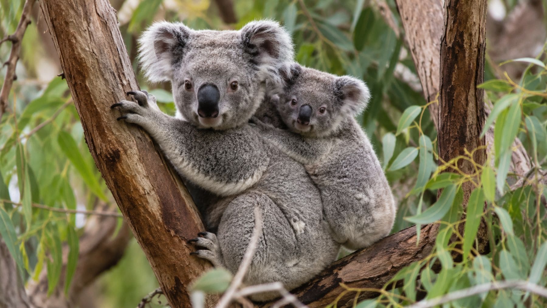 Madre koala y su cría en un bosque de eucaliptos de Victoria, Australia, donde un estudio genético analizó 418 genomas.