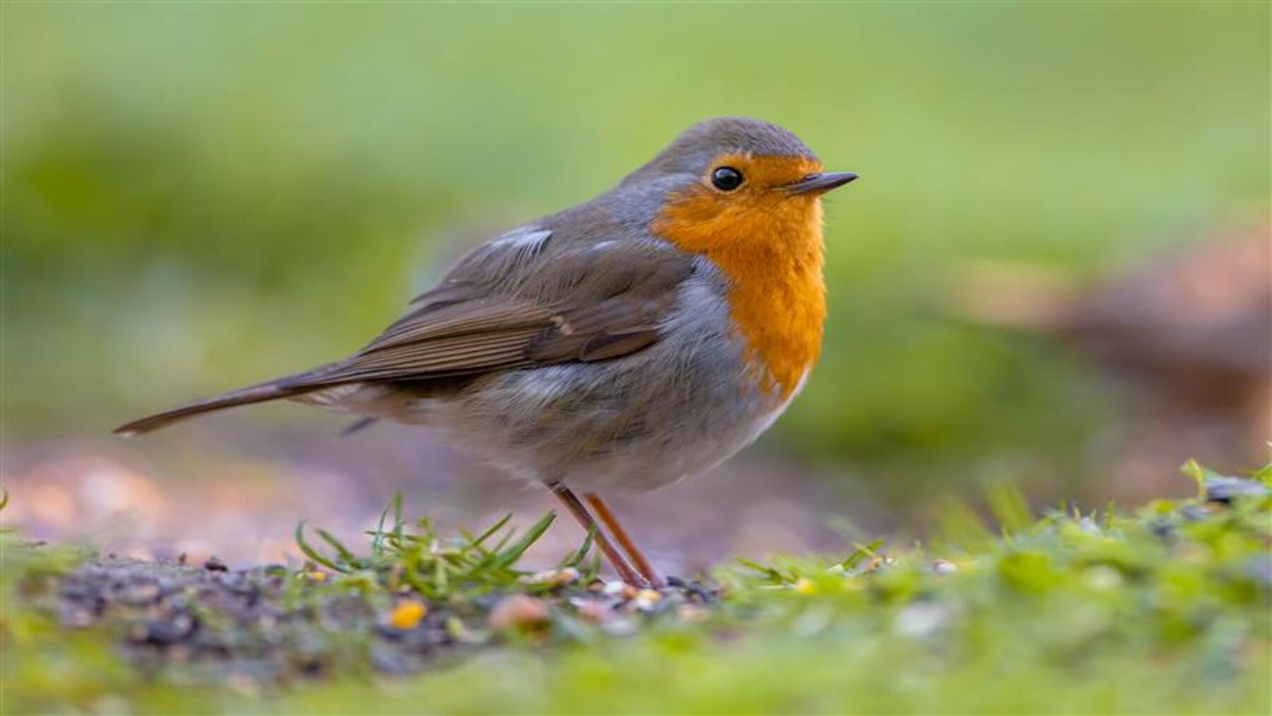 la captura ilegal de aves migratorias sigue fuera de control