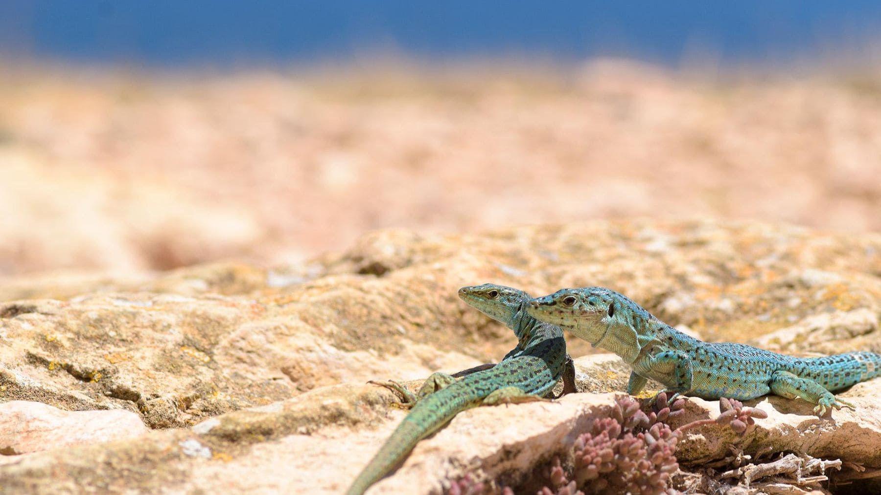 Dos lagartijas pitiusas sobre una roca en Ibiza, especie amenazada por la expansión de la serpiente invasora de herradura