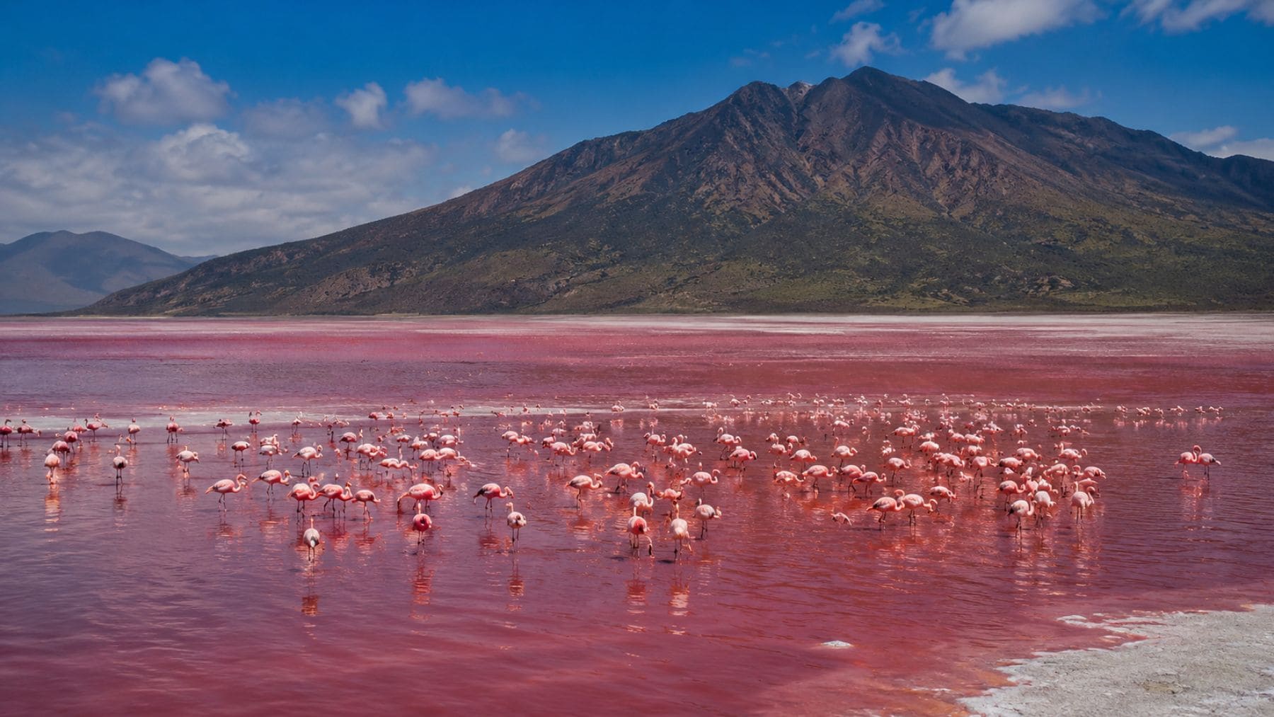Flamencos en las aguas rojizas y alcalinas del Lago Natron, Tanzania, conocido por conservar animales como si fueran piedra.