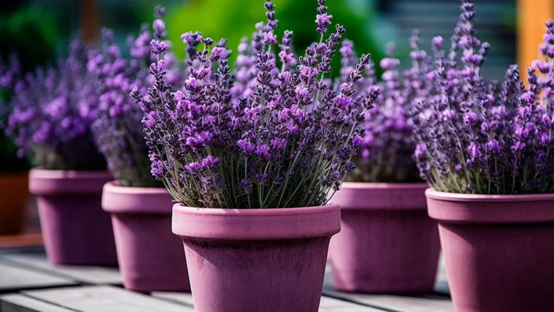 Macetas de lavanda en una terraza, una planta aromática que ayuda a mantener alejados a los mosquitos.