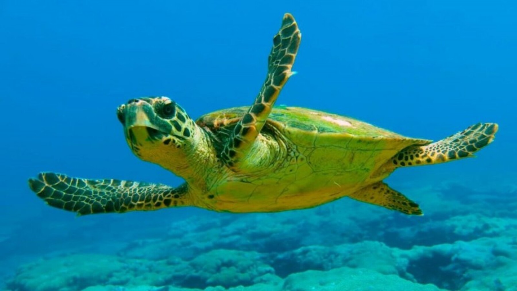 39 tortugas marinas vuelven al mar en Palma tras su nacimiento en Can Pere Antoni