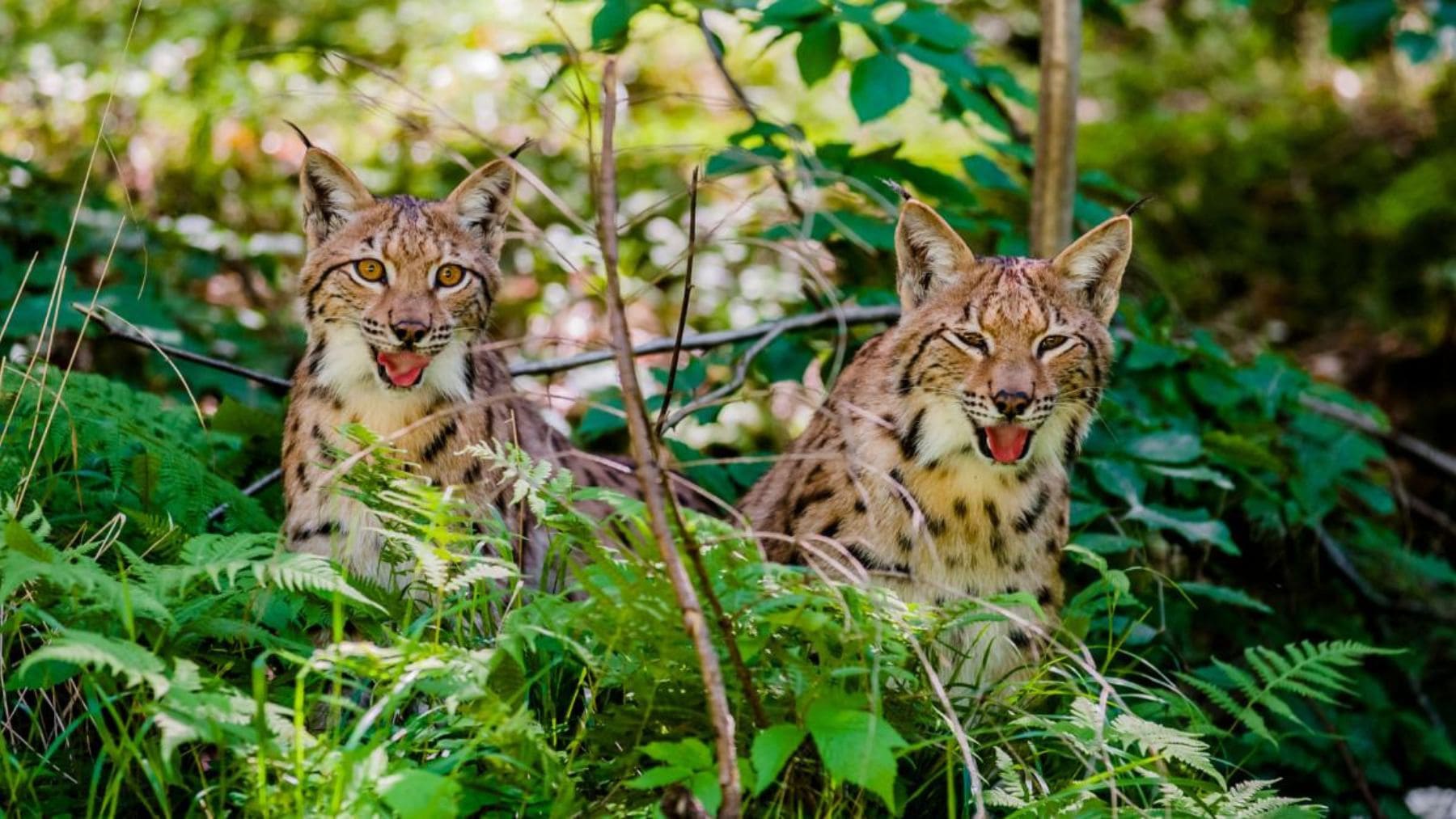 Dos linces boreales ocultos entre la vegetación de un bosque europeo, especie que podría regresar a la provincia de Lieja en Bélgica.