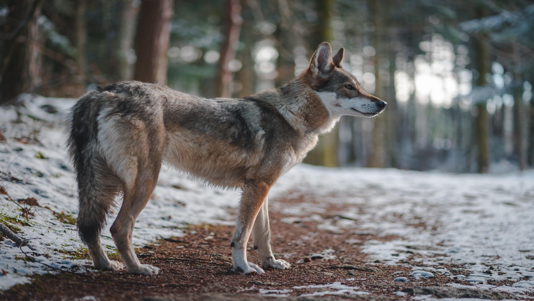 el lobo ibérico es vulnerable y la caza lo acorrala