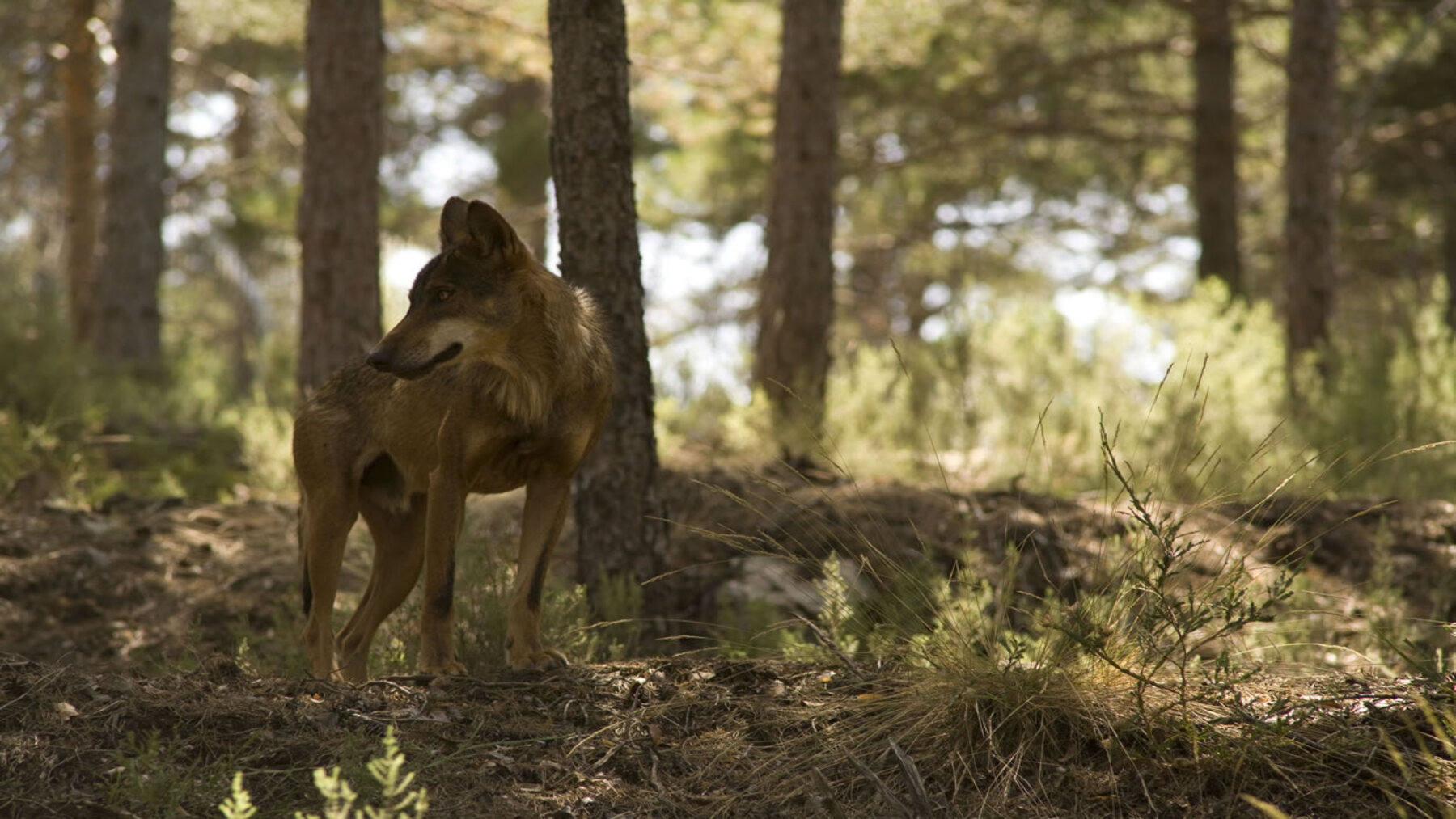 la caza del lobo vuelve al centro del debate en España