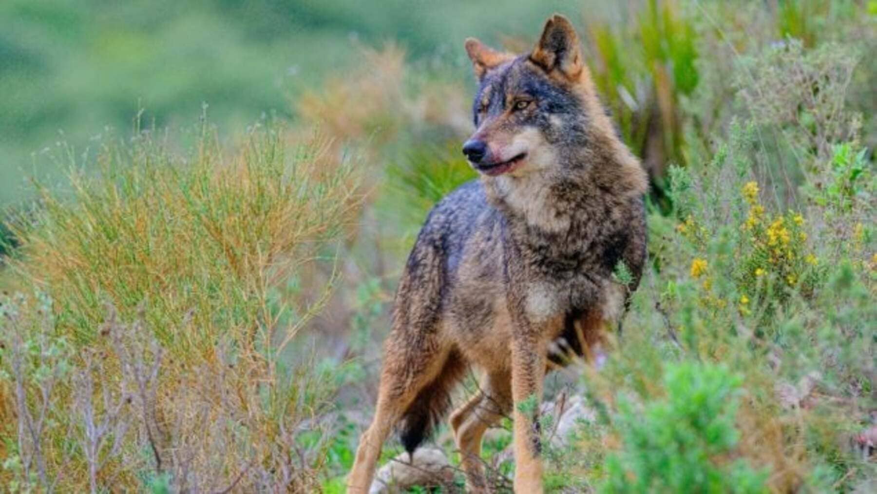 España quiere mover lobos para salvar la especie y la ganadería