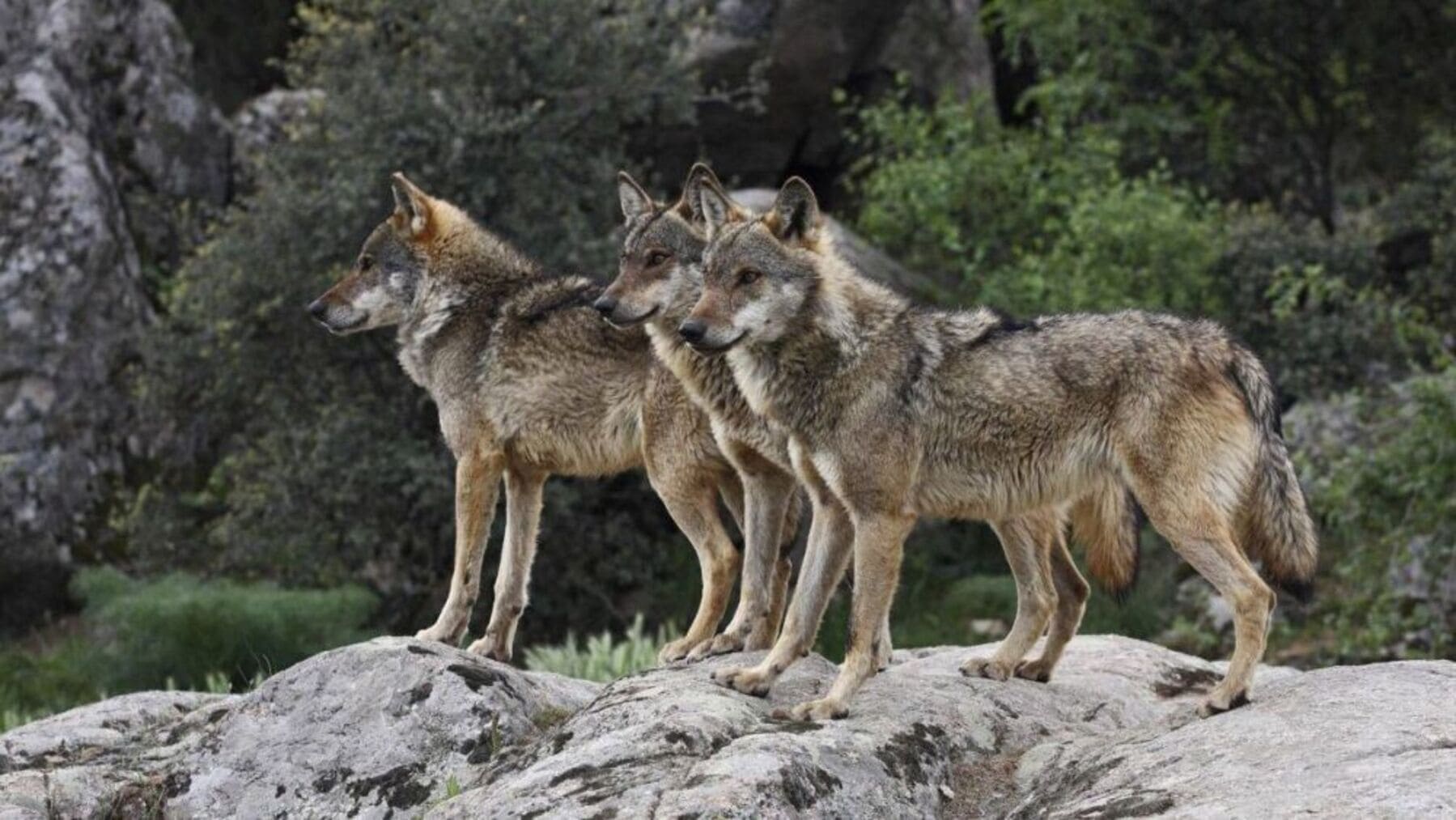 Pacma pide frenar la extracción de lobos en Asturias por motivos de conservación