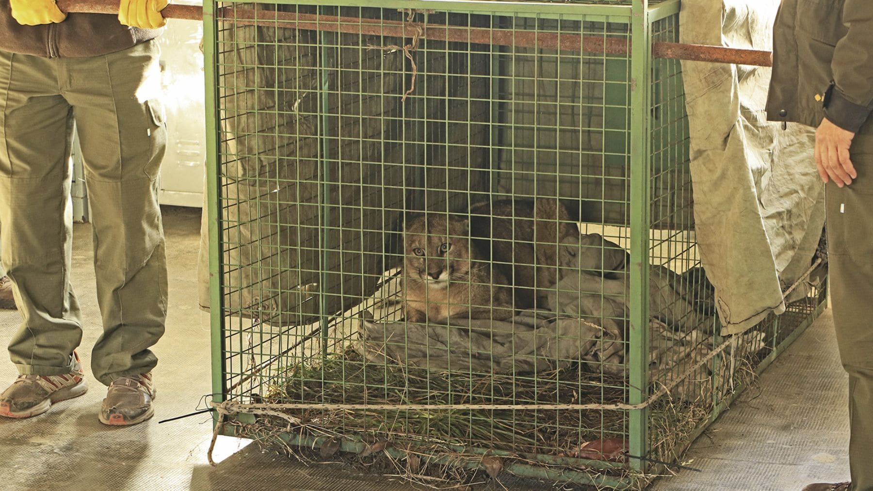 Malvina, cachorra de puma rescatada tras el atropello de su madre en la Ruta 40 de la Patagonia
