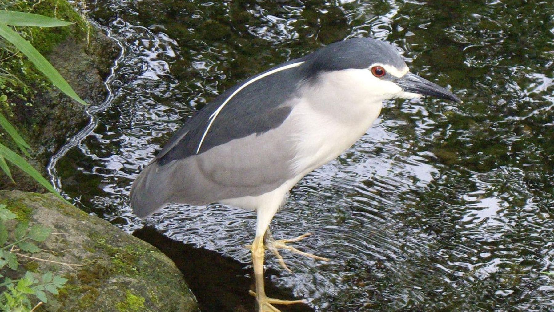 Martinete común (Nycticorax nycticorax) de ojos rojos junto a la orilla de un río en Hungría.