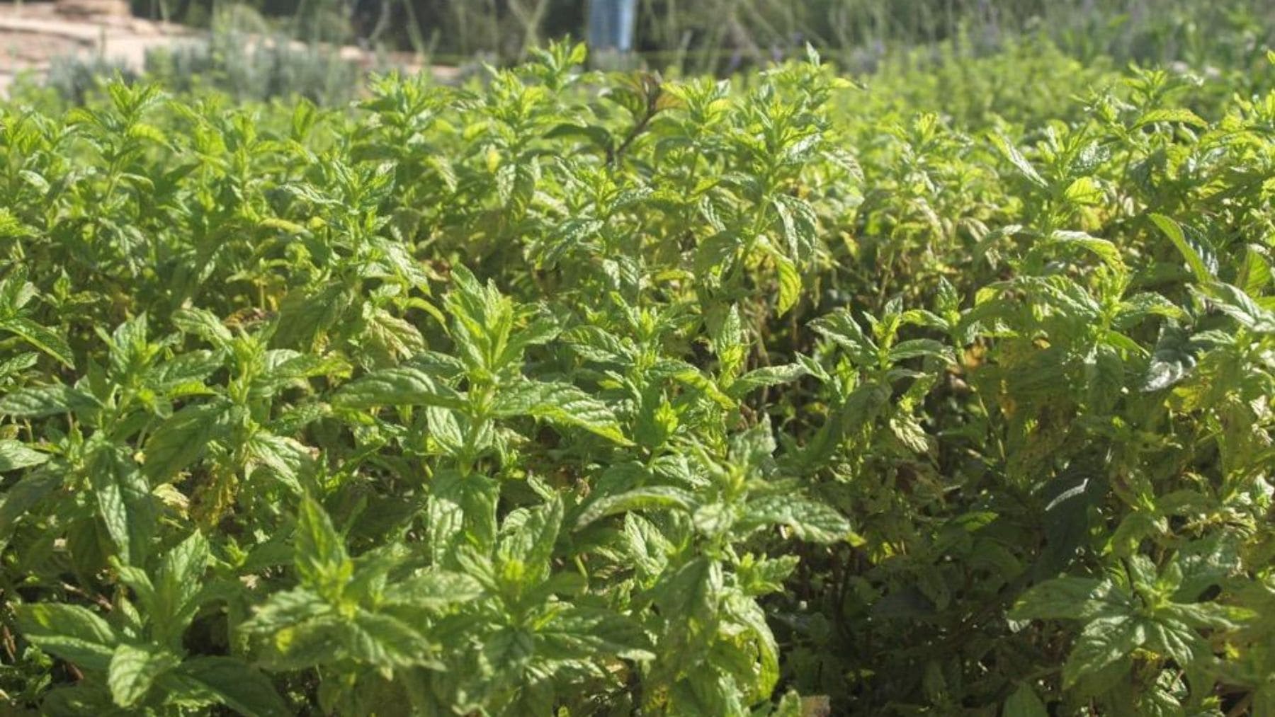 Plantas de menta cultivadas en un jardín, una de las aromáticas recomendadas para ayudar a ahuyentar ratas.
