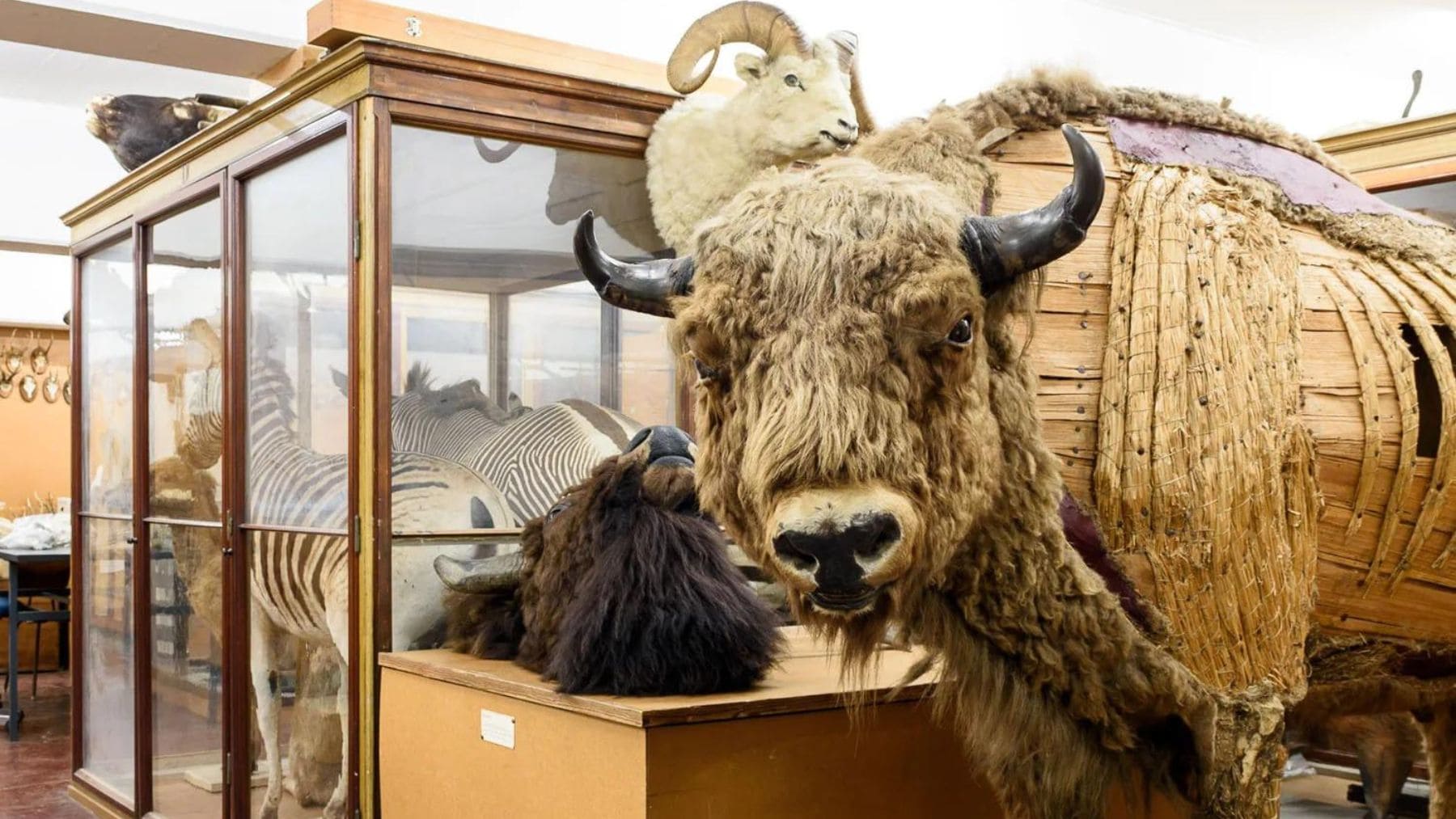 Ejemplares de mamíferos salvajes conservados en un museo utilizados para estudiar el microbioma oral y el cálculo dental.