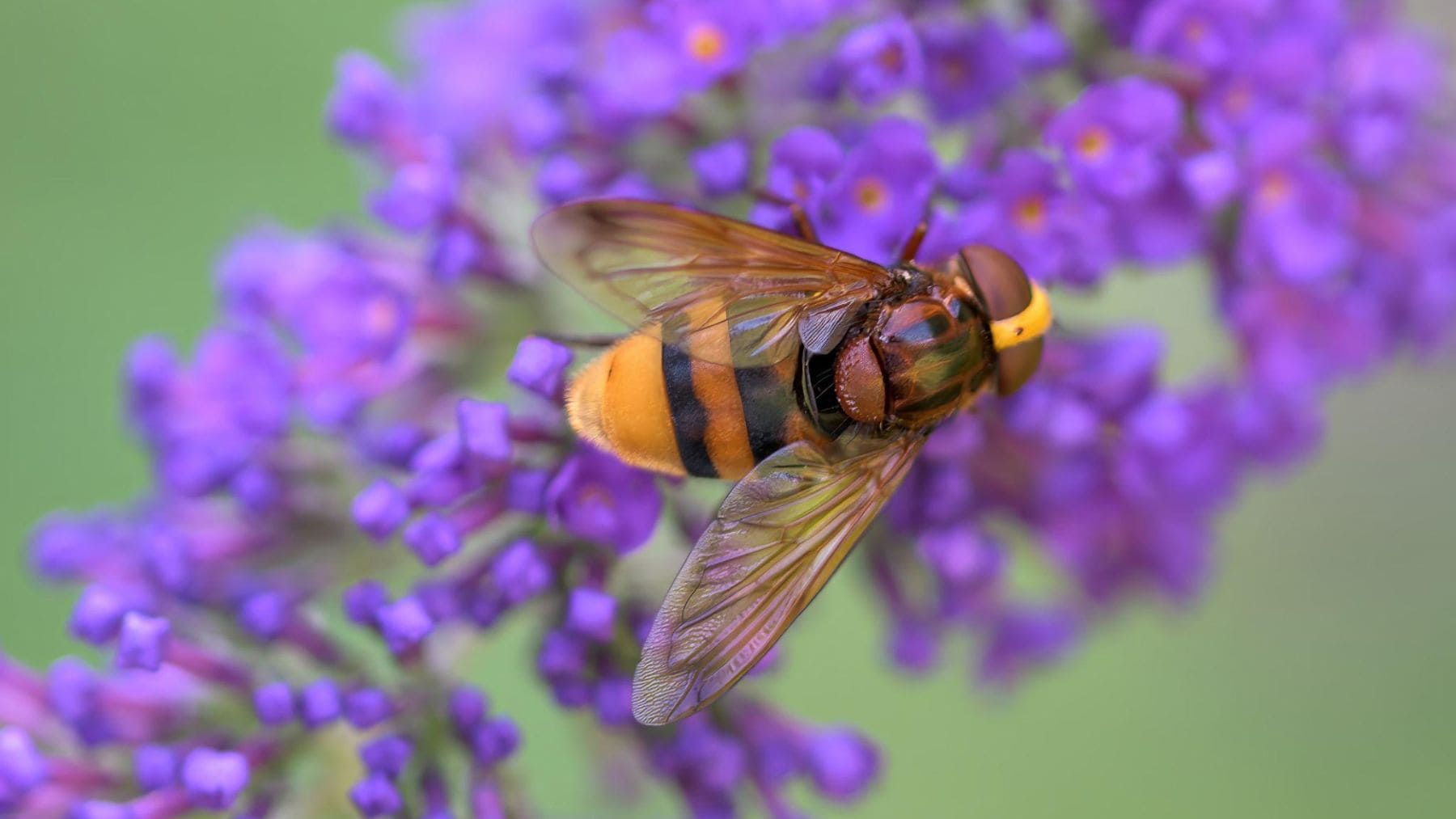 Volucella zonaria, una mosca de las flores que imita a una avispa mientras se alimenta de néctar sobre una flor