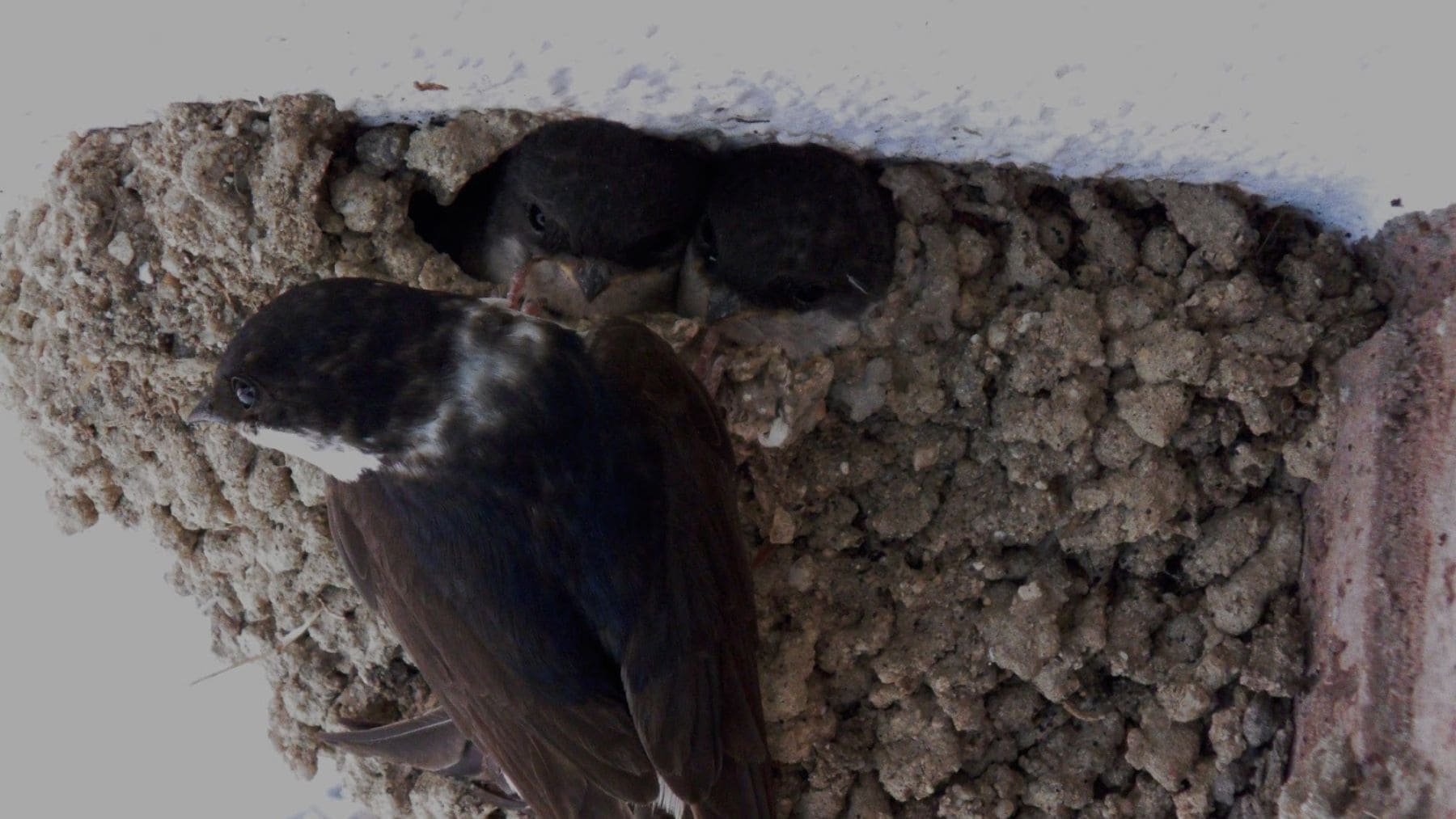 Avión común alimentando a sus crías en un nido protegido construido en la fachada de una vivienda.