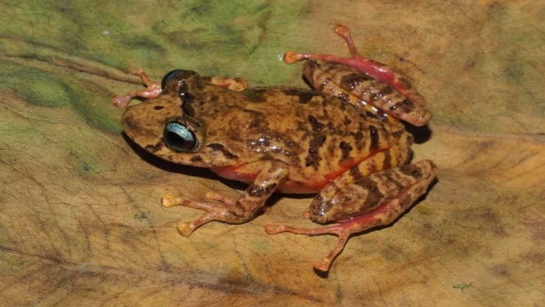 descubren una nueva rana en la Cordillera del Cóndor amenazada por la minería