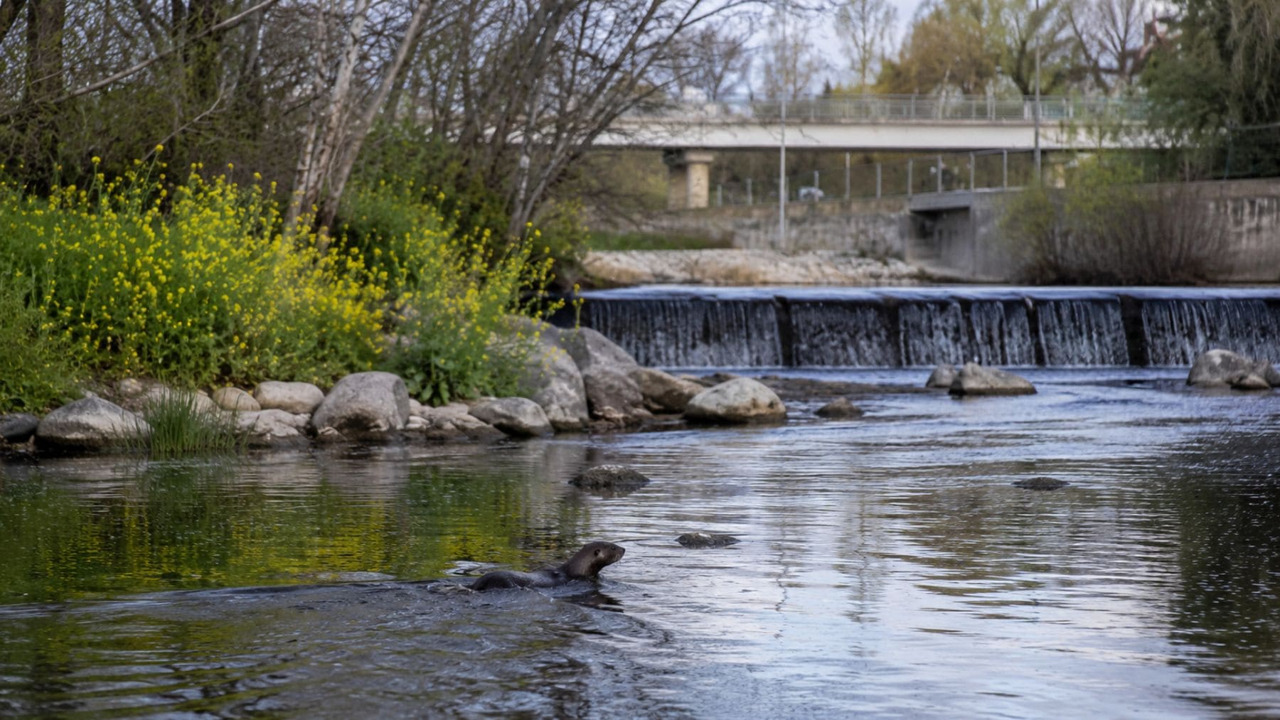 Nutria nadando en el río Manzanares de Madrid tras su regreso al cauce urbano después de más de 50 años.