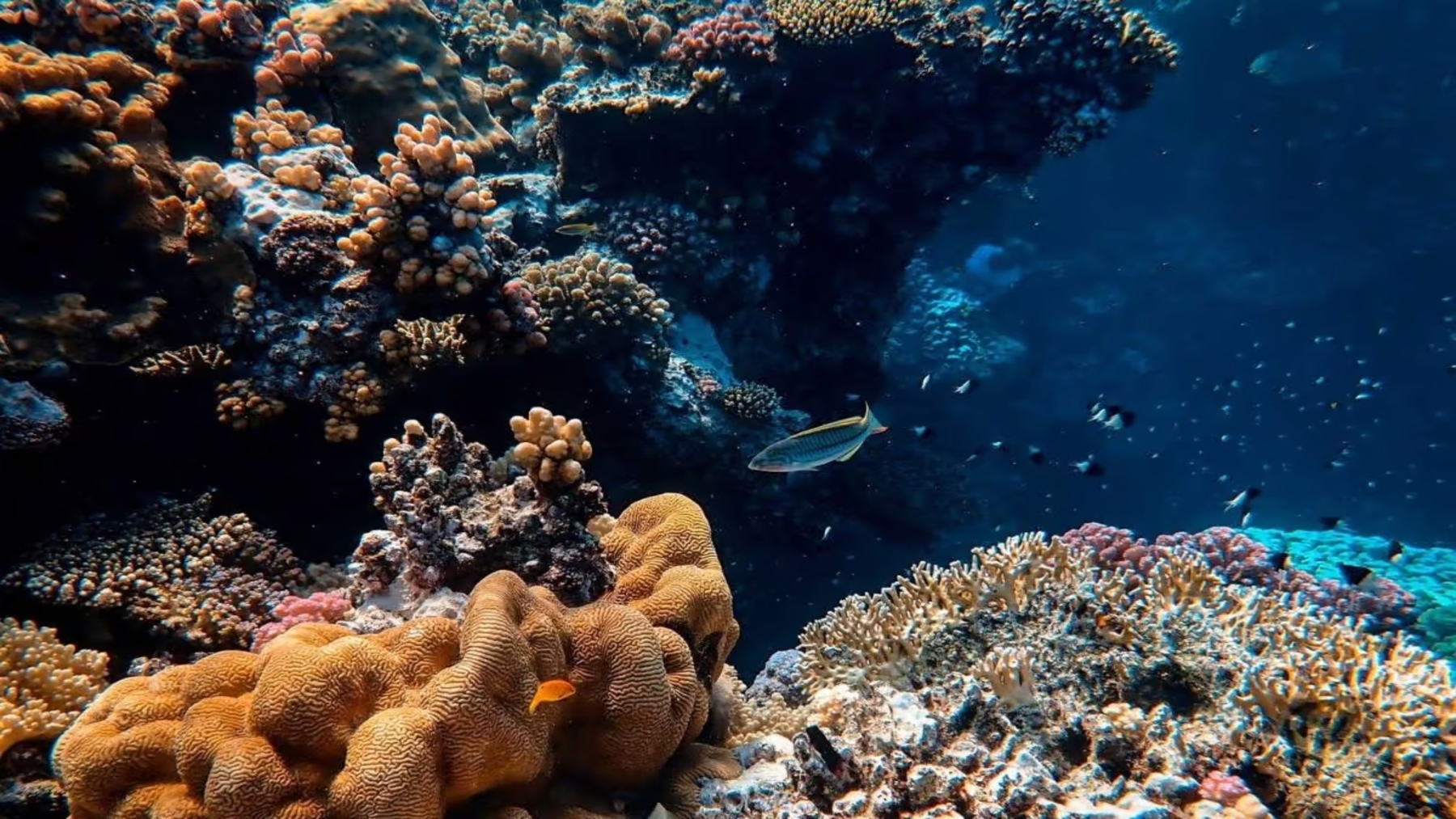 El océano está llegando a un punto crítico por el calentamiento y la contaminación