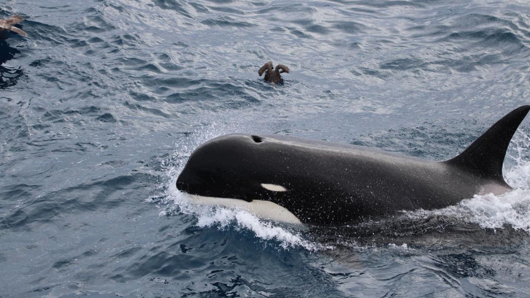 Orca tipo D nadando en aguas subantárticas, una de las 207 identificadas por científicos en todo el mundo.