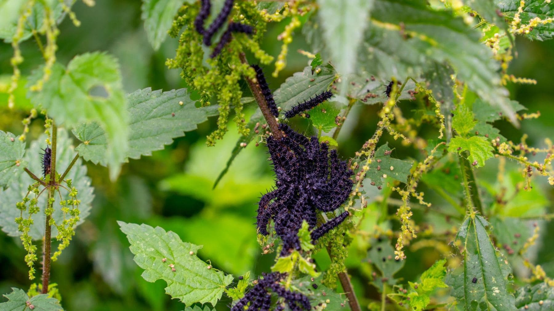 Orugas alimentándose de ortigas en un jardín, una planta que indica suelo fértil y favorece la biodiversidad.